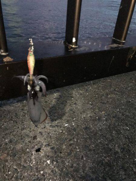 ケンサキイカ 調査