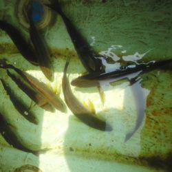 カッオ・・・・・良く引くは・・・