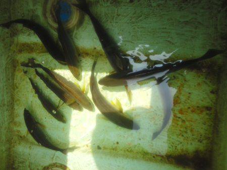 カッオ・・・・・良く引くは・・・