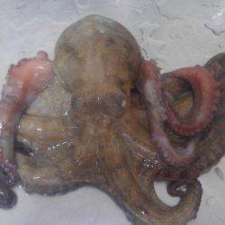 ツバスからのタコ