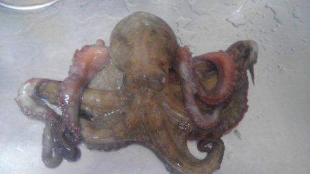 ツバスからのタコ