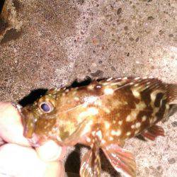 そろそろ終わりメバリング