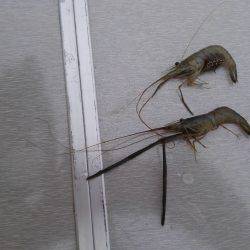 テナガエビのはずが…