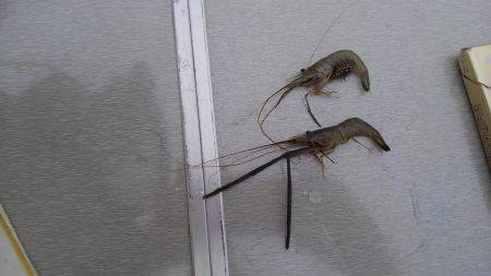テナガエビのはずが…