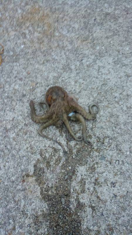 ぼくの夏休みパート5