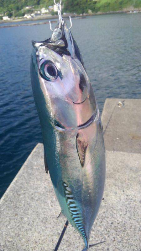 久しぶりの片浦