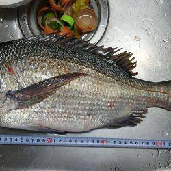 夕マズメ、チヌ釣り