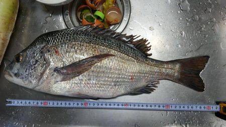 夕マズメ、チヌ釣り