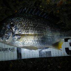 ウロコ付け釣行ww