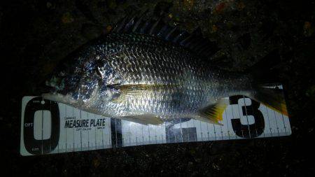 ウロコ付け釣行ww