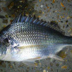 仕事帰り釣行！