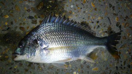 仕事帰り釣行！