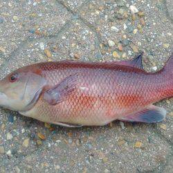 ツバス狙いだったのですが人が多くてダメでした