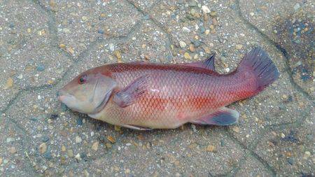 ツバス狙いだったのですが人が多くてダメでした