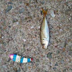 ダイソータックル今日の獲物は？