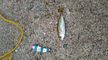 ダイソータックル今日の獲物は？