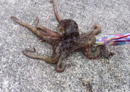 台風が来る前にタコ釣り