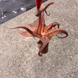 タコ釣りランガン