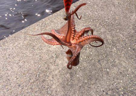 タコ釣りランガン