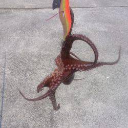 梅雨の合間の波止タコ