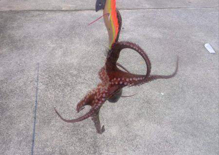 梅雨の合間の波止タコ