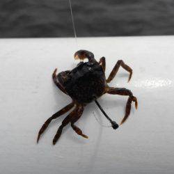 初のヘチ釣りでチヌ♪