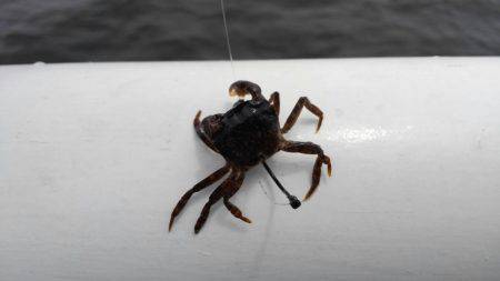 初のヘチ釣りでチヌ♪