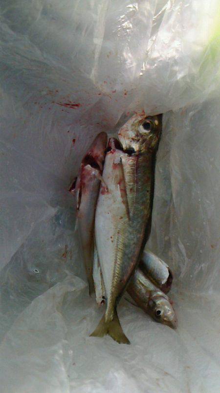 魚以外がよく釣れる・・・