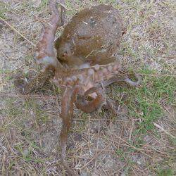 オクトパッシング