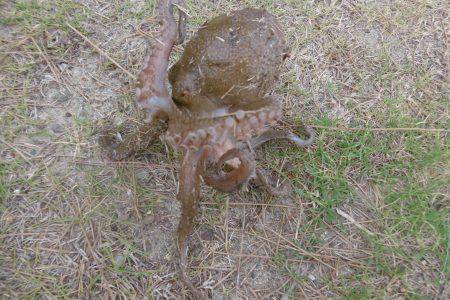 オクトパッシング