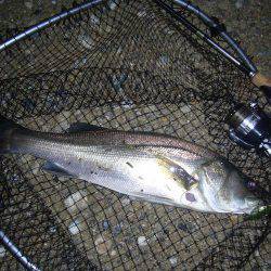 久々のシーバス