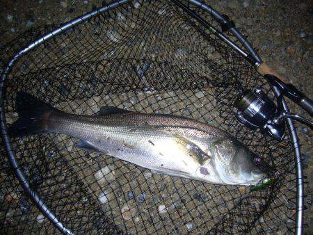 久々のシーバス