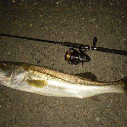 チニングの外道にて…(;^ω^)