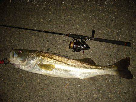 チニングの外道にて…(;^ω^)