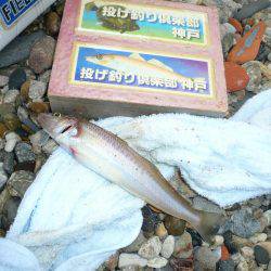 鳥飼新港のキス
