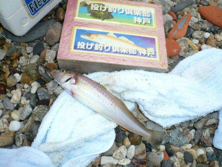 鳥飼新港のキス