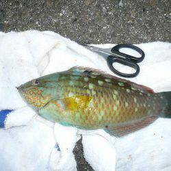 シーズン2度目の境水道釣行