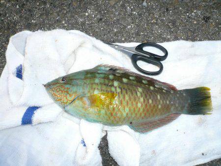 シーズン2度目の境水道釣行