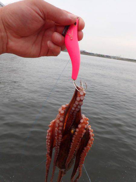 大阪湾デリシャスフィッシング撮影