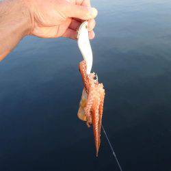 五目タコエギｄｅタコ