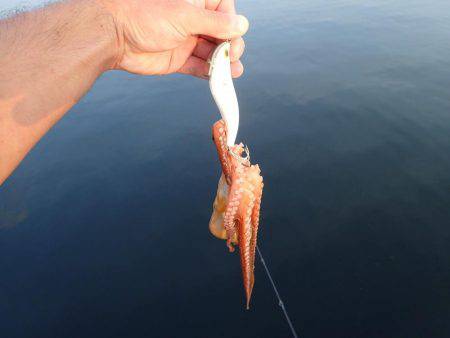 五目タコエギｄｅタコ