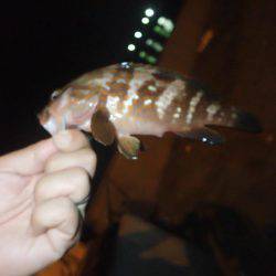 タチウオ釣りに。