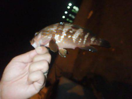 タチウオ釣りに。