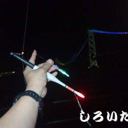 まだ、釣れるだろう?大サバ。