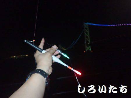 まだ、釣れるだろう?大サバ。