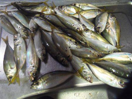 豆アジ３２匹、サヨリ４匹