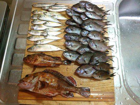 サビキと大サバ＆のませ釣査