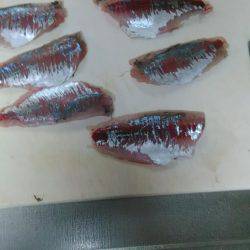 アジング、サビキ