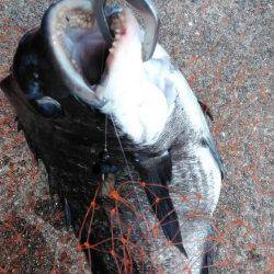 夜勤明けに岸黒ゲーム☆