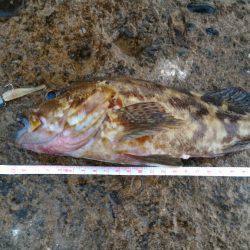 カサゴ新記録&めばるポンポン